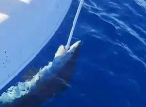 Šire se laži po medijima i društvenim mrežama vezane za "novi napad" morskog psa na brod kod Žirja - evo što je istina!