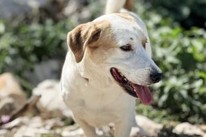 Tvrtko iz Dubrovnika traži dom!