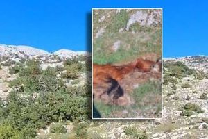 Uginule životinje pronađene na Biokovu: "Nadamo se da nije bedrenica!"