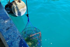 Vlada potvrdila Odluku o korištenju pomorskog dobra radi uzgoja školjaka u Velebitskom kanalu, na području Općine Starigrad