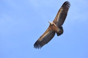 Općina Baška snažno se uključuje u skrb o bjeloglavim supovima