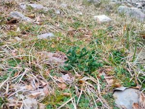 ZBOG POTENCIJALNO ŠTETNIH UTJECAJA?! Zaustavljen projekt Sunčane elektrane Gala-Obrovac Sinjski