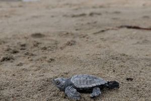 Na plaži u Lumbardi uočene još tri novoizlegle glavate želve: "Moguće da se radi o novom gnijezdu!"