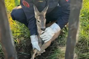 VIDEO Vatrogasci u Viškovu spasili srnu