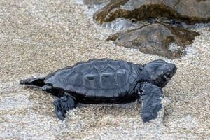 Jedna od glavatih želvi iz gnijezda na Korčuli pronađena mrtva