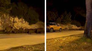 Divlje svinje šetaju Pulom