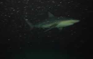 Kameru s kruzera usred noći spustio u tamu oceana - pogledajte što je snimljeno