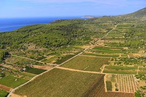 Kušanje mladih vina i okrugli stol na Visu