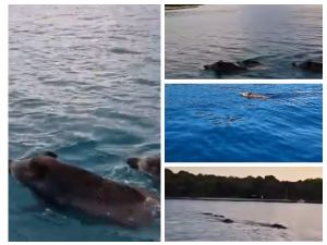 Divlje svinje van kontrole, plivaju u Istri i kod Malog Lošinja, tumaraju okolicom Dubrovnika i Rijeke...