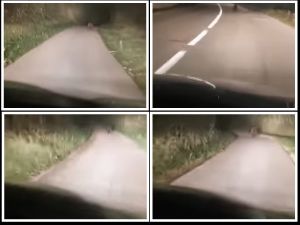 VIDEO Usred noći u središnjoj Istri naletjeli na medvjeda