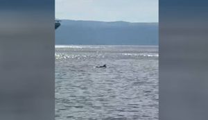 VIDEO Dupin opet snimljen u splitskoj luci