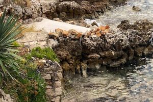 Strani državljani betonirali škrape na Korčuli: "Lučka kapetanija na terenu, ide prijava DORH - u"