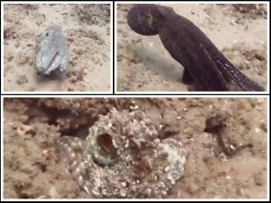 VIDEO Pogledajte ovu transformaciju majstora prerušavanja u morskom svijetu!