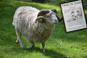 ODBJEGLI OVAN Pobjegao vlasniku u Gornjem Segetu: "Trebao je početi rasplođivati ovce, ali je nestao"