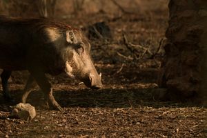 ISTRA Budite oprezni u prometu, zabilježeno šest naleta na divljač u nešto više od 24 sata!