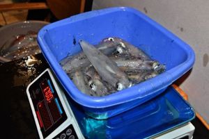 NA OLIGNJE 2025. U Dubrovniku održano natjecanje u lignjolovu