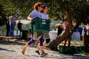 U Postirama počelo Svjetsko prvenstvo u branju maslina