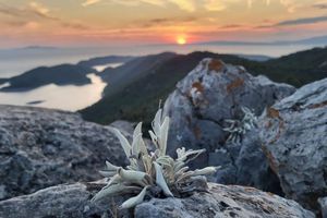 Izaziva li školski prijevoz na Mljetu sukobe među roditeljima s otoka? Majka iz Kozarice za Morski: "Ovo je hajka na moju djecu!"