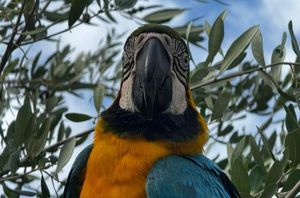 VIDEO U kaštelanski maslinik doletjela nečija papiga ara: "Bere masline s nama"