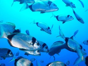 FRATRI Prepoznatljivi stanovnici Jadranskog mora