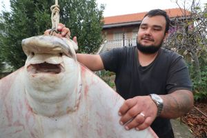 Ministarstvo potvrdilo: "Pokrenut će se prekršajni postupak protiv ribara s Vira koji je ulovio goluba ćukana!"