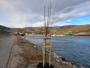 I u Bakru zasađena stabla u sklopu projekta "Hrvatska prirodno tvoja"