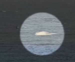 VIDEO Australskog surfera napao morski pas: "Mislio sam da je gotovo!"