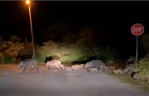 Počinje lov na divlje svinje, čagljeve i lisice u Vodnjanu i nekoliko drugih istarskih naselja!