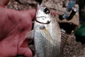 U Jadranu ulovljen 'mulac' - "Ovo je novopridošlica u našem moru"