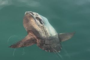 TAJNOVITI DIV JADRANA Na otvorenom moru kod Savudrije uočen ova divovska riba: "Veća je od dva metra!"