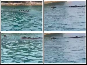 Divlje svinje snimljene u moru u blizini Kukljice