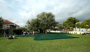 Maslina stara 1500 godina i dalje prkosi i vremenu i ljudima