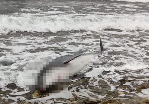VIDEO Uginuli dupin nasukan na supetarskoj plaži vjerojatno uginuo u mukama - Stručnjak: "Ovo je vrlo mogući uzrok..."