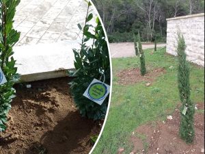 Na šumskom Mljetu turistička zajednica posadila 16 stabala: "Hrvatska prirodno tvoja"