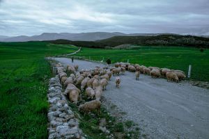 Kuga se pojavila i u Zadarskoj županiji, kriv uvezen ovan? Upozorenje za Dalmaciju i Liku