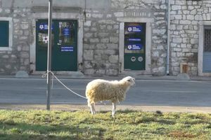 Dok traje jutarnja kava u Starom Gradu, ona čeka...