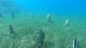 Trenutno je samo 10 živih, od ukupno 70 pronađenih periski u Jadranu