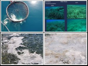 OTOČANI UŽASNUTI Pogledajte na što sliči more oko uzgajališta - Cromaris: "Ne bi se složili da je ovo ekološki incident"