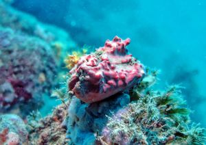 NOVO ISTRAŽIVANJE Institut za oceanografiju i ribarstvo: "Kunjke su nekada sporije rasle i živjele dulje, no sve se promijenilo!