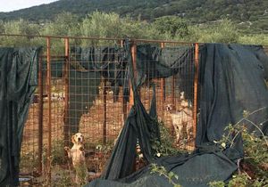 ZLOSTAVLJANJE ŽIVOTINJA ?! Otočanka: "U brdima iznad Cresa, izolirani u kavezima ovi psi čekaju buru i minuse!"