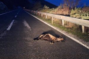 Životinjski leš na cesti u blizini Savra na Dugom otoku