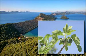 SVE PRIZNALI Za smokve koje nikad nisu posađene uzeli 1,5 milijuna eura iz EU