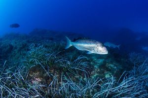 VIDEO 'Posidonia oceanica', najrasprostranjenija i ujedno najugroženija morska cvjetnica - Zovu je "plućima Jadrana"