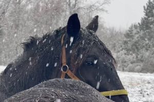Snijeg pada i u Istri: "Ima ga u Žminju, Bujama, Tinjanu..."