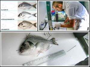 ZNATE LI RAZLIKU? Institut za oceanografiju pojašnjava kako razlikovati divlju od uzgojene ribe