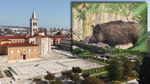 Zadarska županija i Grad Zadar kreću u borbu protiv najezde divljih svinja - Poseban fokus na jednom otoku!