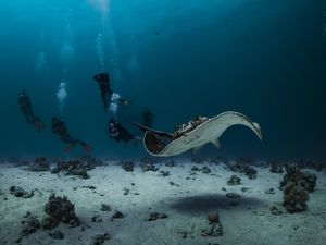 Znanstvenici Instituta za oceanografiju snimili kako zvuče ribe u južnom Jadranu!