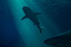 Dva napada morskog psa u 24 sata: "Vlasti upozoravaju surfere i kupače"