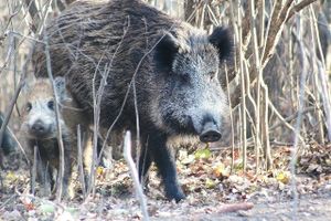 Od utorka kreće lov na divlje svinje, čagljeve i lisice u Vodnjanu