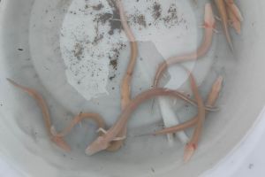 VIDEO Nakon obilnih kiša u Splitsko - dalmatinskoj županiji na površinu isplivale čovječje ribice